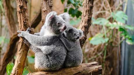 Cientos de koalas podrían haber muerto en un incendio forestal en Australia