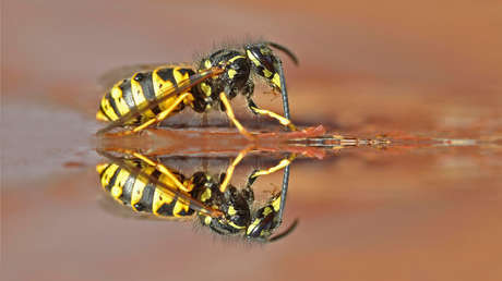 Avispones matan a un guía en Tailandia e impiden el rescate del cadáver por 4 días (VIDEO)