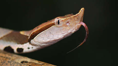 Se amputa un dedo tras ser mordido por una serpiente venenosa (y los médicos le dicen que fue en vano)