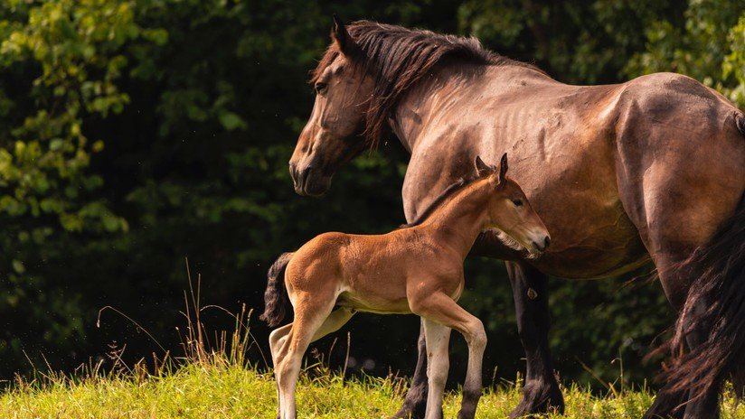 VIDEO: Un caballo regresa a una zona incendiada de California para salvar a su familia