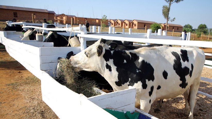 Político indio asegura que la leche de vaca "tiene oro" y sugiere a la gente que coma perro