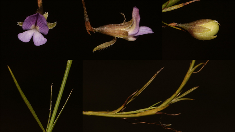 FOTOS: Redescubren por casualidad un arbusto al que se creyó extinto por más de 200 años