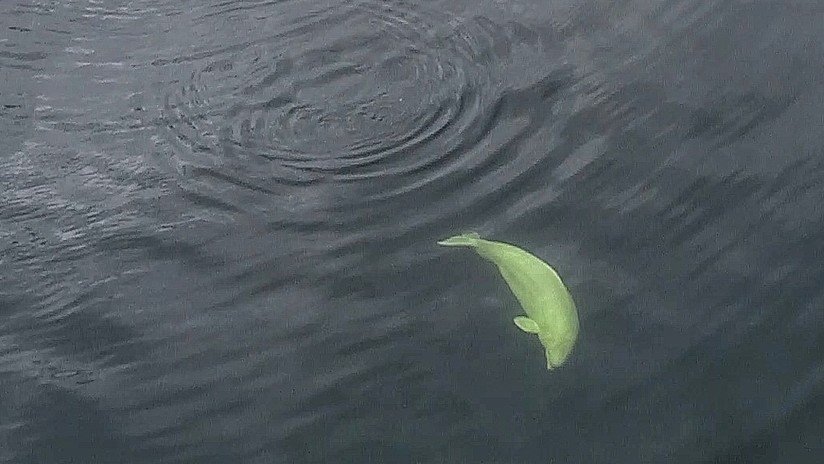 La beluga filmada 'jugando al rugby' con humanos en medio del océano, ¿una 'espía' entrenada por la Armada rusa?