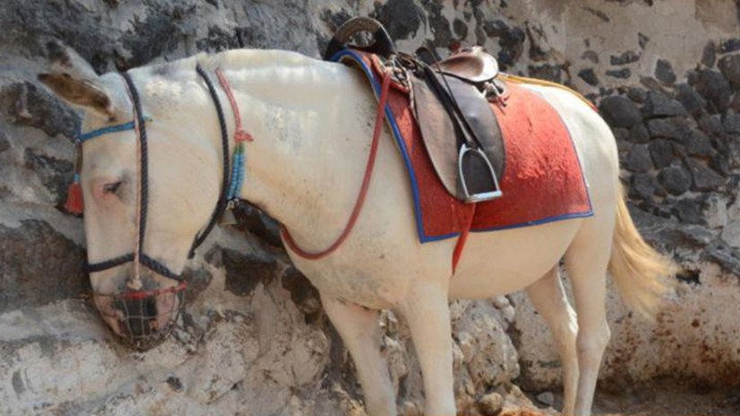 VIDEO: Así obligan a burros a transportar turistas obesos cuesta arriba en Grecia