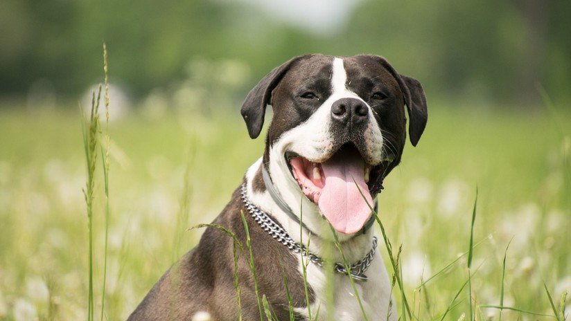 Un hombre muere por falla multiorgánica tras sufrir una infección causada por lamedura de su perro
