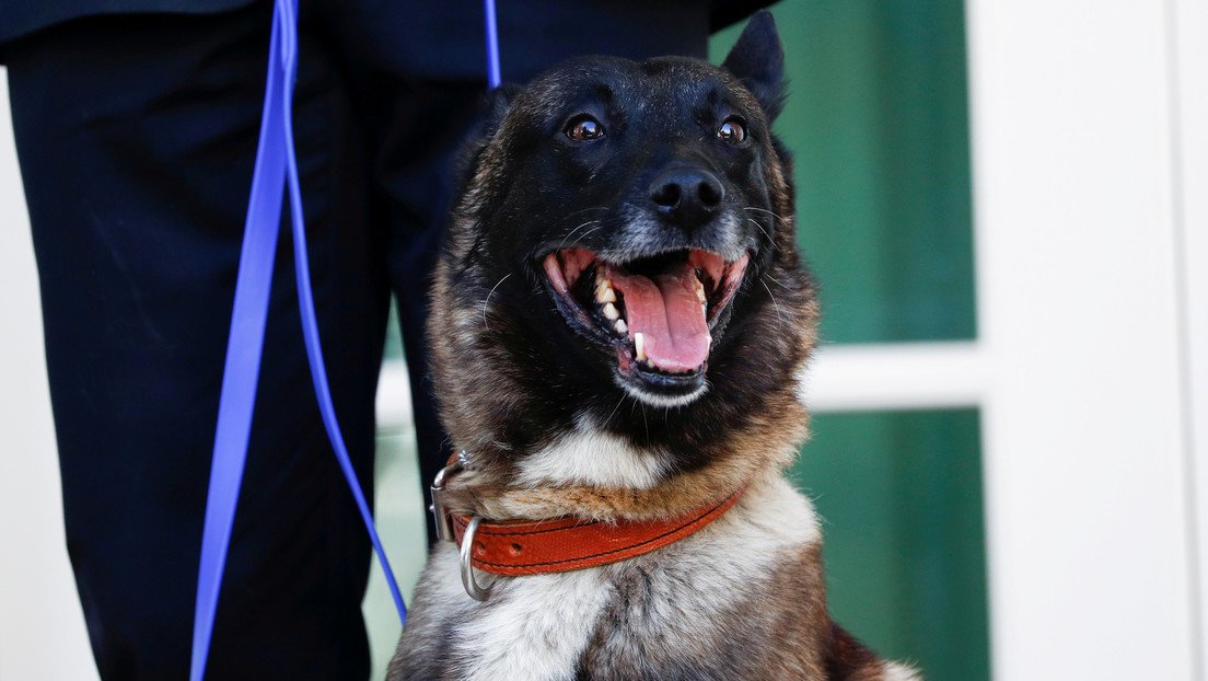 ¿Macho o hembra? Funcionarios de EE.UU. dudan sobre el sexo del perro que participó en la muerte de Al Baghdadi