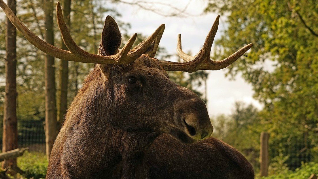 VIDEO: Un agresivo alce ataca con sus cuernos a un auto