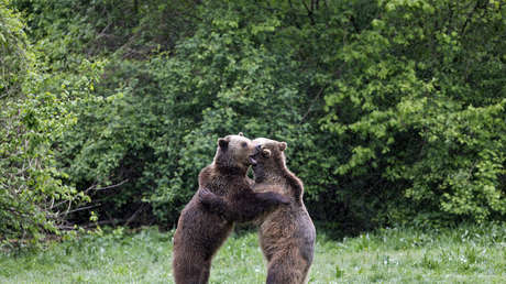 'Hombre vs Oso': un nuevo show de Discovery pondrá a prueba límites de fuerza, velocidad y resistencia