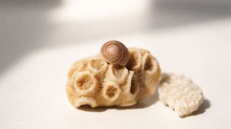 "Viscoso pero duro": Halla un ser parecido a un cerebro en una playa y recurre a la Red para saber qué es (FOTO)