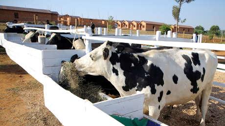 Político indio asegura que la leche de vaca "tiene oro" y sugiere a la gente que coma perro