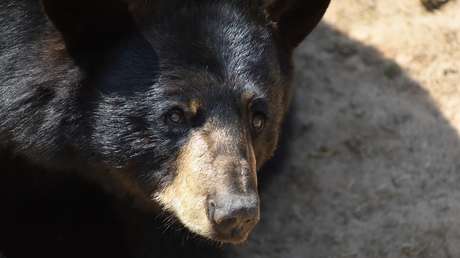 Científicos entran en una cueva pensando que un oso está hibernando pero se equivocan y tienen que salir "volando" para salvar la vida