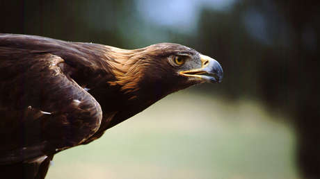 VIDEO: Un dron graba 'en primera persona' el feroz ataque de un águila que le clava sus garras en pleno vuelo
