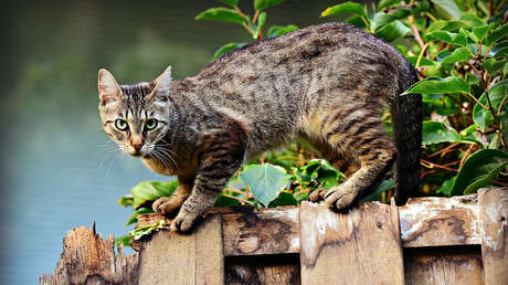 VIDEO: Un gato 'asalta' a un oficial de policía e interrumpe su entrevista con la prensa