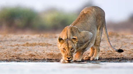 Fotografía a una leona cuyo ojo tuerto parece de cristal