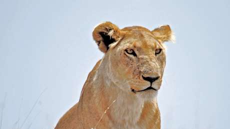 VIDEO: Una leona asusta a los estudiantes de una escuela saudita al aparecer en el techo de un edificio adyacente