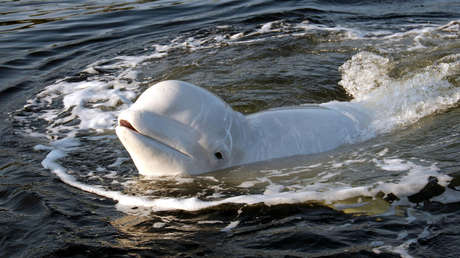 VIDEO: Filman a una beluga 'jugando al rugby' con humanos en medio del océano Ártico
