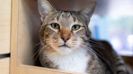 VIDEO: 'Castigan' al gato de un refugio por su 'manía' de dejar salir a los demás felinos