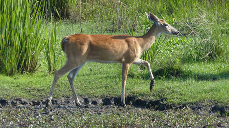 FOTO: Un pescador de langostas rescata a un ciervo que flotaba a la deriva a 8 kilómetros de la costa