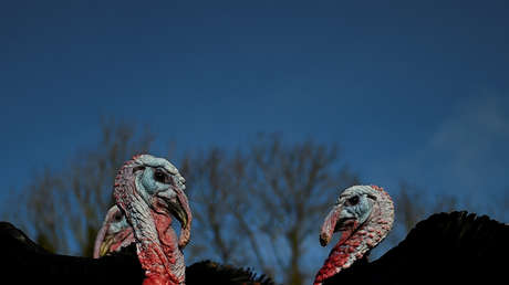 VIDEOS: Un grupo de pavos salvajes agresivos aterroriza localidades de EE.UU.