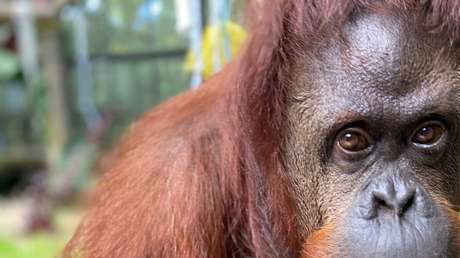 La orangután Sandra, el primer animal en adquirir una personalidad jurídica llega a un santuario de simios en Florida