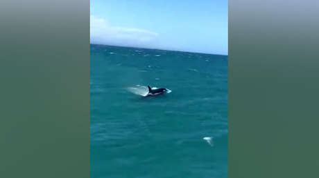 VIDEO: Un grupo de orcas se lanza a la persecución de tiburones blancos