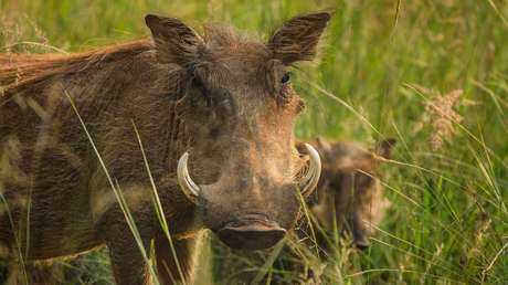 VIDEO: Un despreocupado jabalí despierta a cuatro leones y sale ileso