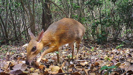 VIDEO, FOTOS: El ciervo ratón vietnamita vuelve a aparecer tras casi 30 años