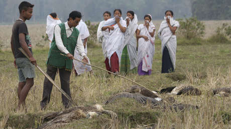 Encuentran centenares de aves muertas alrededor de un lago en la India