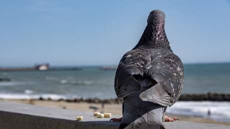 Una paloma 'polizón' retrasa la salida de un avión en Moscú (VIDEO)
