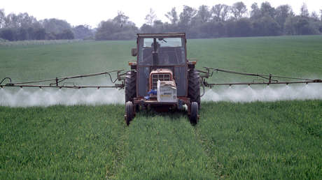 Advierten que el "apocalipsis de los insectos" afectaría a todo el planeta