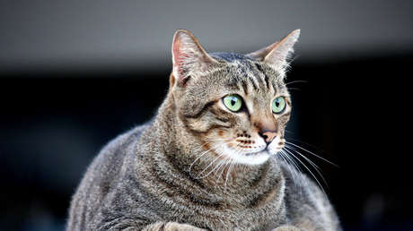 "Dos kilos de gato no son un crimen": la gorda mascota que engañó a una aerolínea rusa se convierte en estrella en la Red