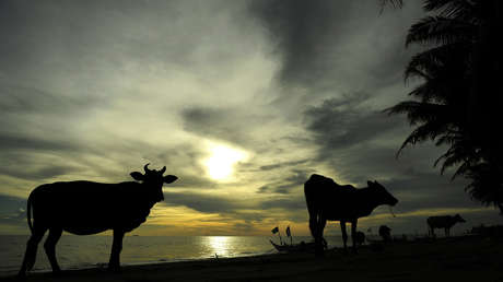 Hallan sanas y salvas en una isla a tres vacas que fueron arrastradas por el huracán Dorian