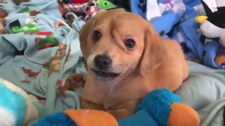 ¿Un perro unicornio?: Un cachorro sorprende al tener una cola extra en su cabeza (VIDEO)
