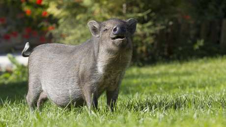 Un jabalí echa una mano a la Policía y desentierra cocaína por un valor de 22.000 dólares