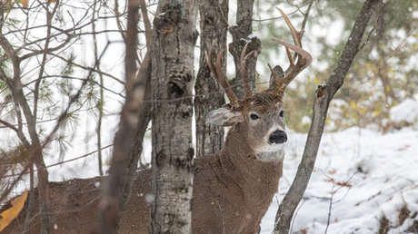 FOTOS: Descubren un ciervo de tres cuernos en EE.UU.