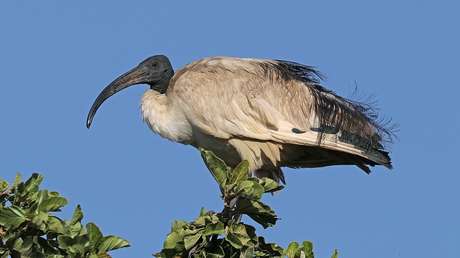 Descubren cómo los antiguos egipcios se hicieron con millones de aves sagradas para momificarlas