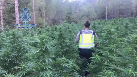 VIDEO: Incautan 16.000 plantas de marihuana en una plantación escondida en un bosque en España
