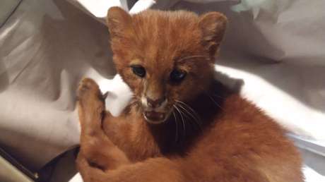 Una joven argentina rescata y cría a un felino como un gato, pero en realidad era un depredador salvaje