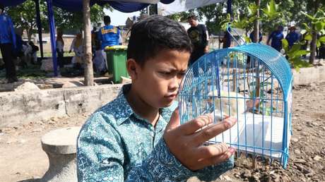 Repartirán 2000 pollitos en Indonesia entre niños y adolescentes para combatir la adicción a los celulares