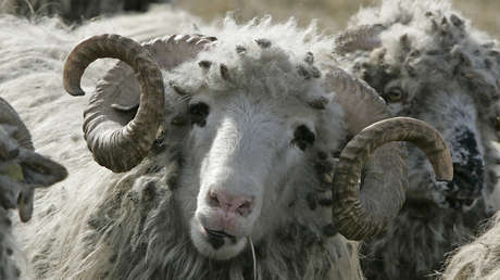 VIDEO: Vuelca un barco con miles de ovejas frente a las costas de Rumania