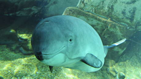 Los preparativos de los ejercicios Northern Coasts de la OTAN dejan 18 marsopas muertas en el Báltico