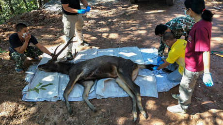 Encuentran un ciervo muerto con 7 kilos de basura en el estómago (FOTOS)