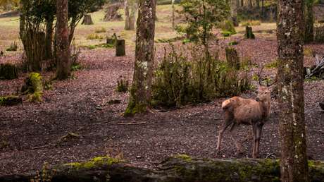 VIDEO: Una pitón salta del agua a velocidad de relámpago y ataca a un ciervo
