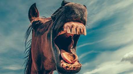 Arrastran a la fuerza a un caballo atado a un auto y acaban imputados por maltrato animal (VIDEO)