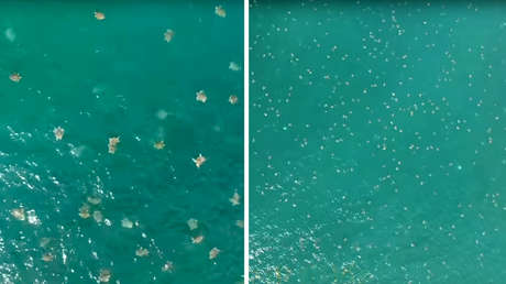 VIDEO: La mayor densidad de tortugas marinas jamás registrada