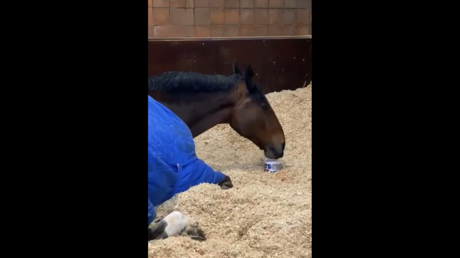 Caballo policial se rehúsa a empezar la jornada laboral sin su taza de té caliente