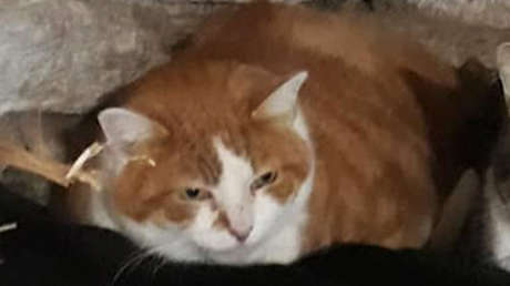 FOTOS: Un gato francés dice adiós a más de un kilo de rastas y empieza una nueva vida