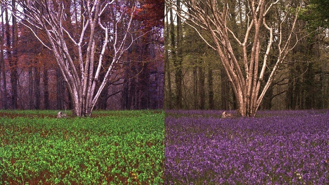 Una nueva tecnología permite ver el mundo con los ojos de los animales