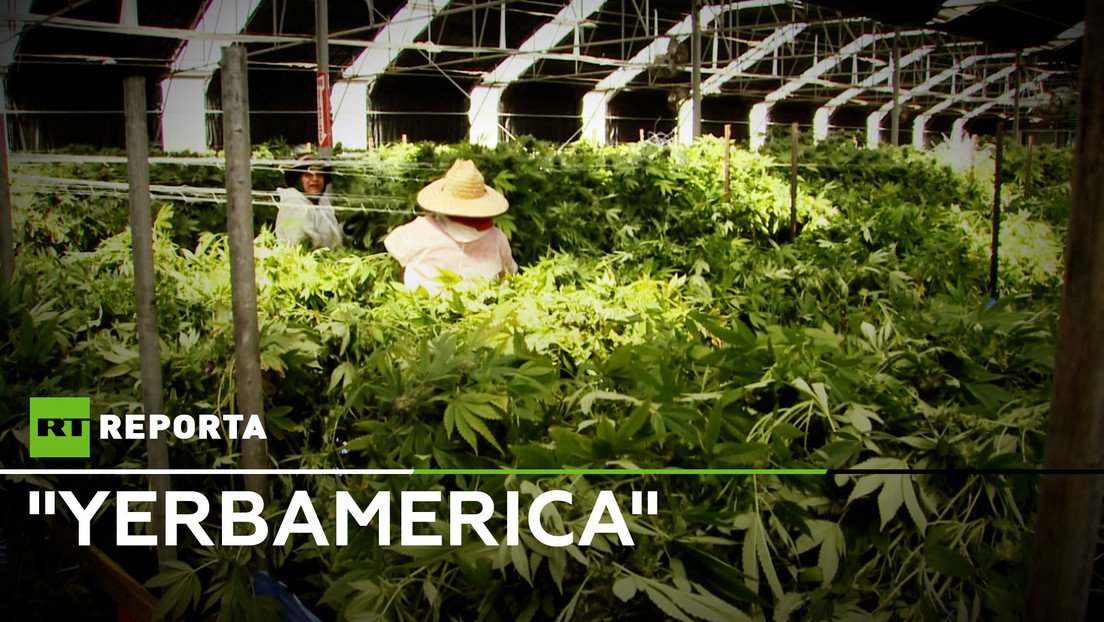 "Yerbamerica", el gran negocio de la marihuana legal en EE.UU.