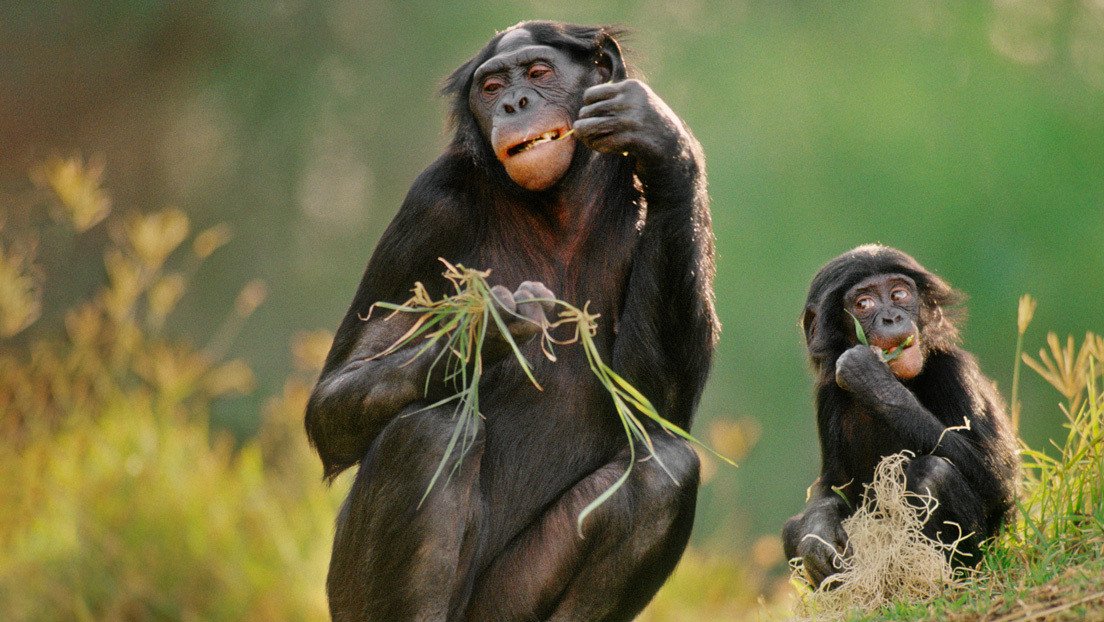 El alcohol salvó a nuestros ancestros de la extinción